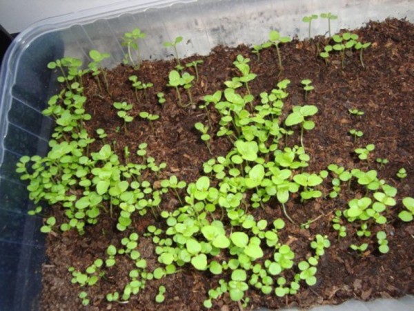 Агератум – выращивание из семян когда сажать + пошаговая инструкция