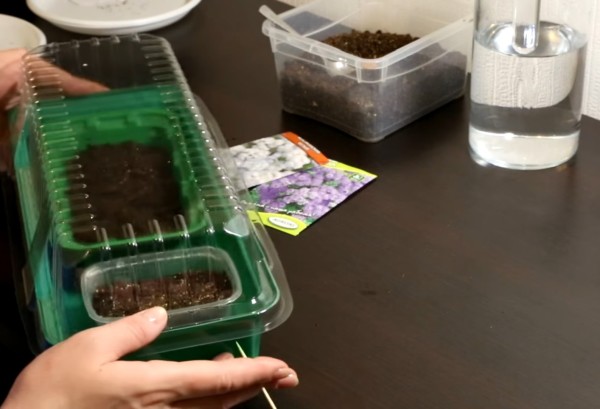 Агератум – выращивание из семян когда сажать + пошаговая инструкция
