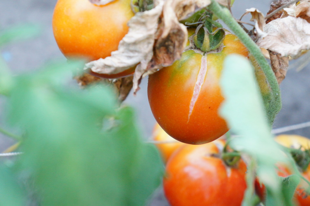 Болезни томатов: симптомы, профилактика, лечение - подробная инструкция!