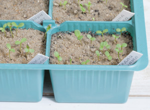 Гейхера – выращивание из семян в домашних условиях пошагово!