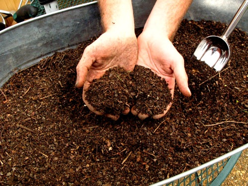 Ремонтантная малина: выращивание и уход - подробная инструкция