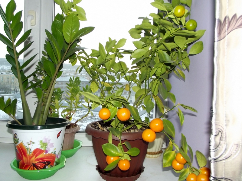 Выращивание мандарина из косточки в домашних условиях - подробное описание!