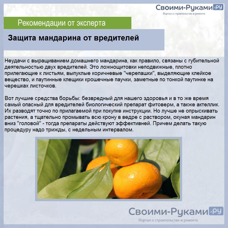 Выращивание мандарина из косточки в домашних условиях - подробное описание!