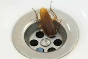 в ванной появились маленькие тараканы что делать