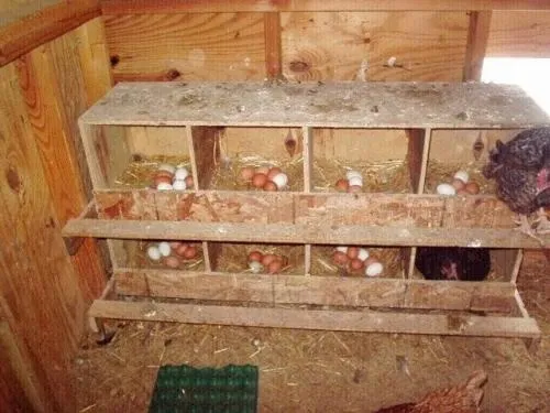 Как сделать для гнездо для курицы несушки своими руками. Правила обустройства гнезд