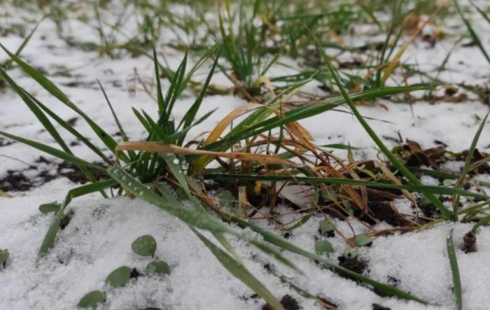 Оставьте землю на зиму максимально чистой, а остатки травы, семян и корневищ погибнут при ближайшем морозе / Фото: glavagronom.ru
