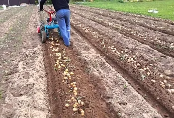 Плуг для копания картошки.