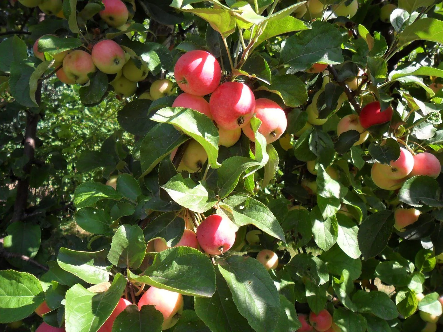 Яблоня в огороде