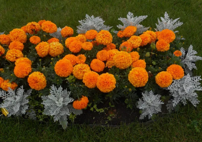 Разновидности цветов для посадки, чтобы цвели все лето