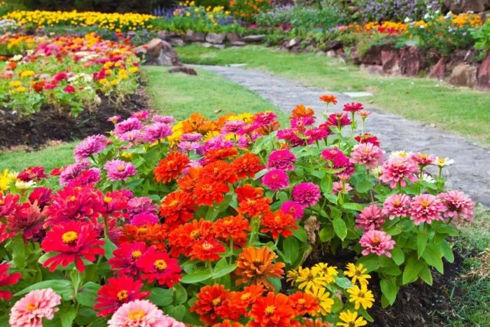 Разновидности цветов для посадки, чтобы цвели все лето