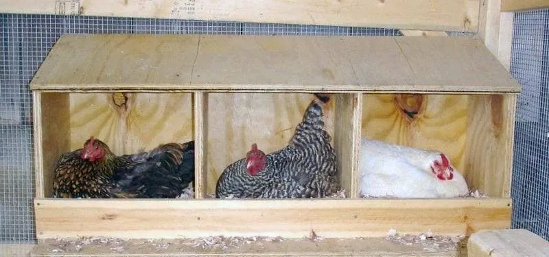 Пример гнезд для кур в курятнике