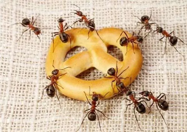 Соседство с муравьями причиняет сильный дискомфорт
