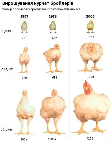 Выращивание бройлеров: практические ...