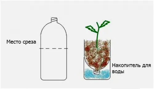 Грядки из пластиковых бутылок: простой и эффективный способ удвоить урожай