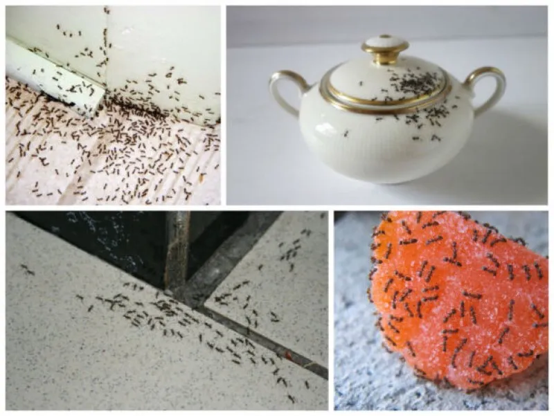 Чем опасны муравьи в квартире?