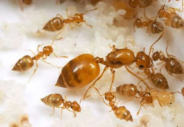 ловушки для муравьев