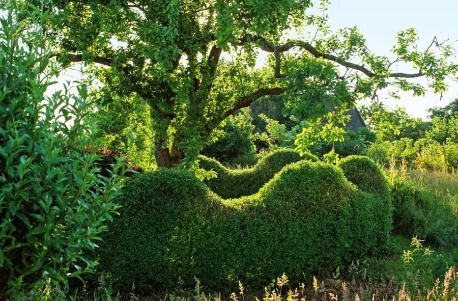 Волнистая изгородь волнообразной формы из обыкновенной бирючины
