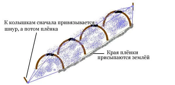 Конструкцию укрепляем с помощью соединения следующих дуг шнуром, который будет привязан к колышкам, на концах тоннеля. После этого натягиваем пленку, которую по бокам присыпаем землей, а на концах, также привязываем к колышкам