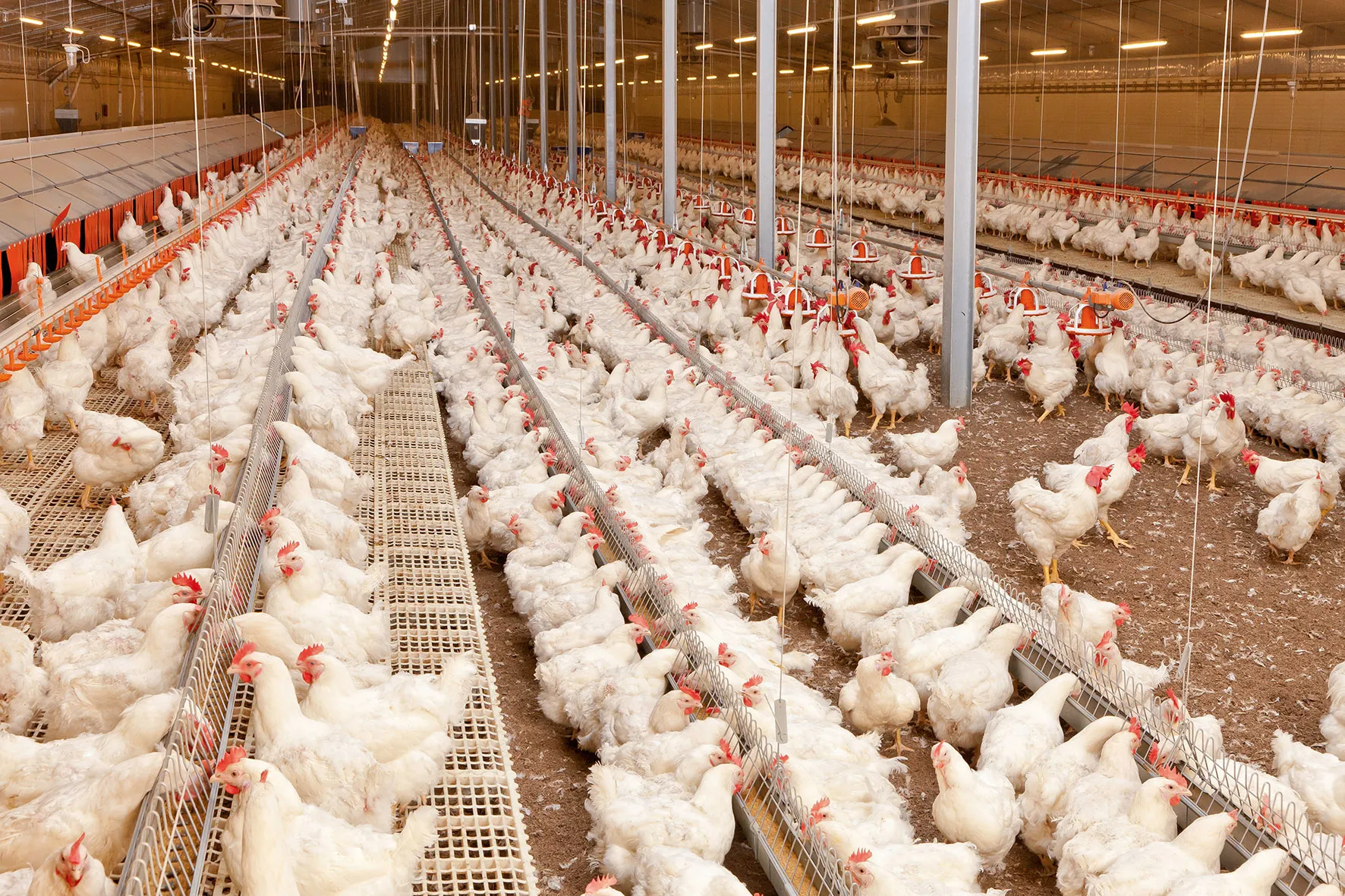 Технология выращивания цыплят бройлеров