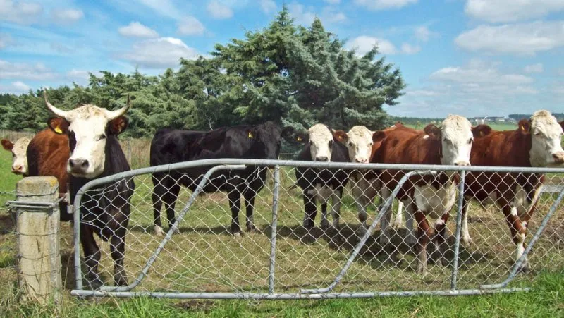 Загон для коров