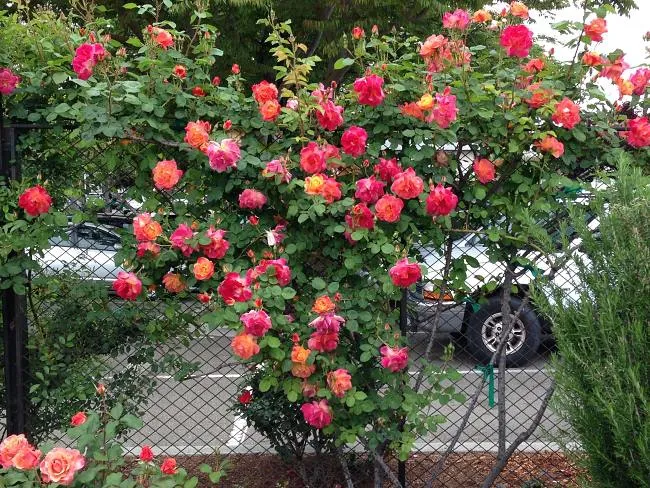 Фото плетистой розы у заграждения
