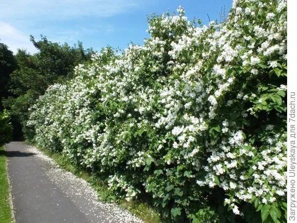 Живая изгородь из чубушника венечного. Фото с сайта botanichka.ru