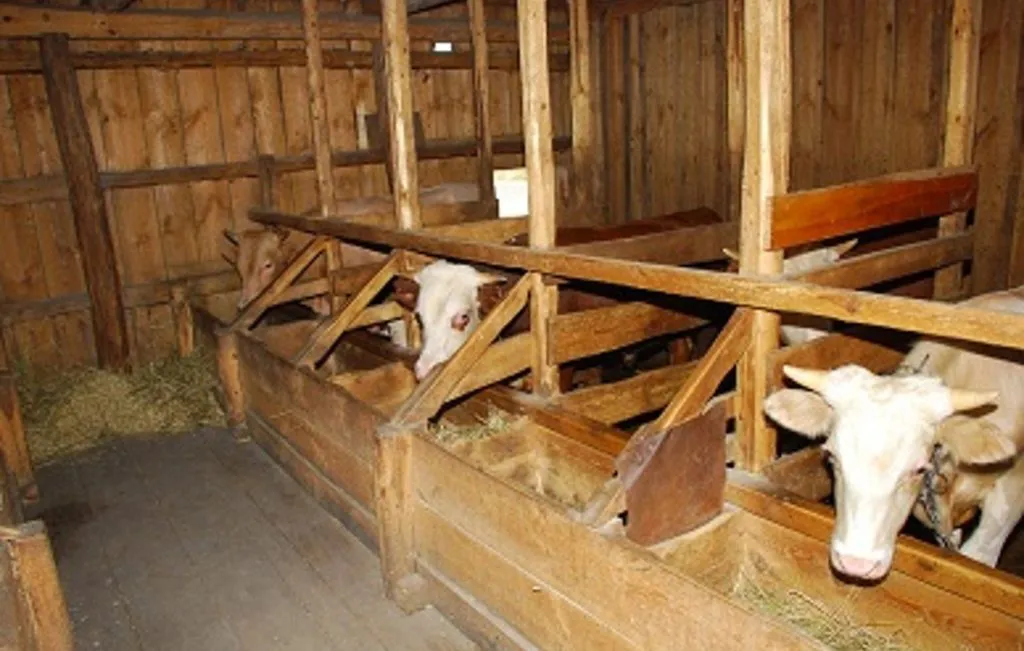Коровы в деревянном стойле
