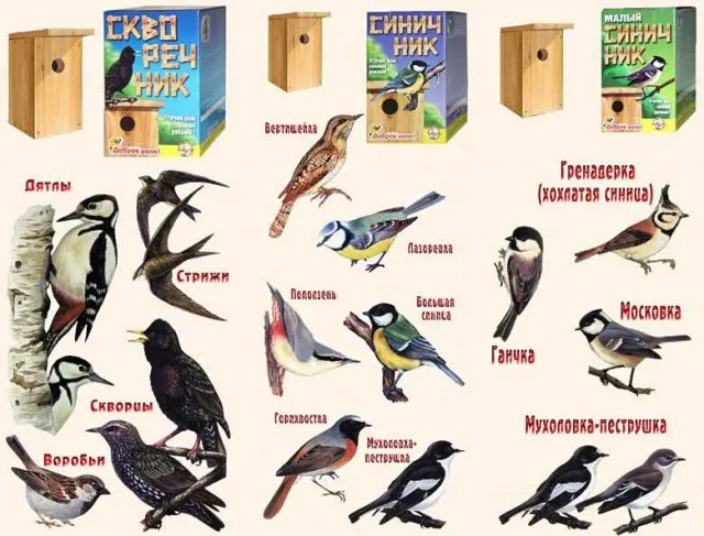 В каких скворечниках селятся разные виды птиц