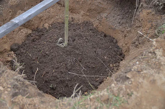 Как правильно посадить яблоню - подготовка ямы