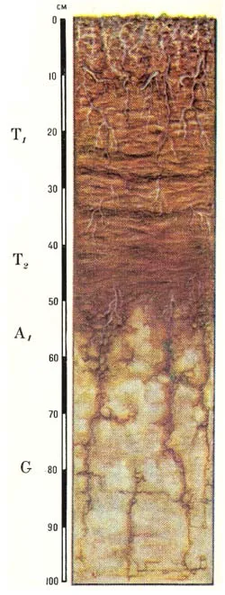 Тип торфяных болотных низинных почв