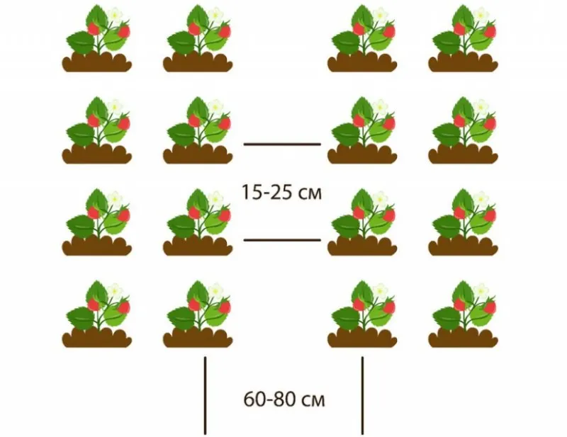 Двухстрочная посадка клубники