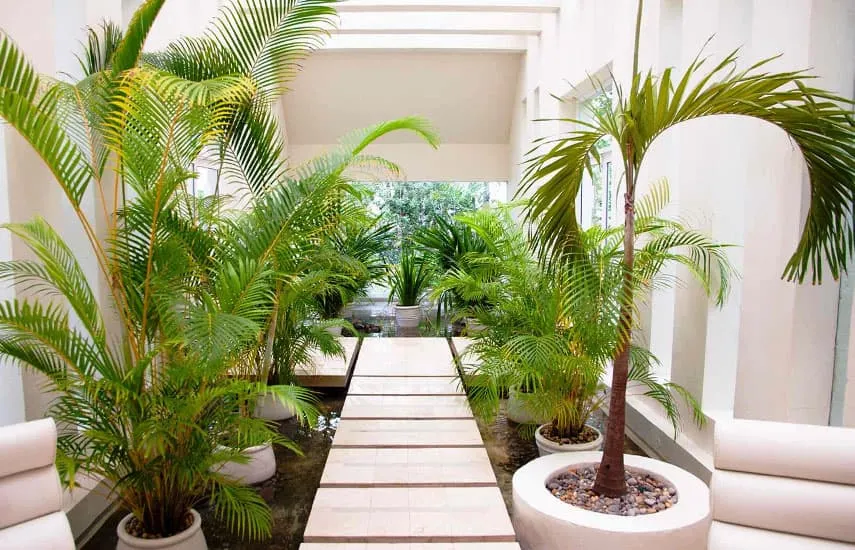 Комнатные растения для дома, балкона и ...