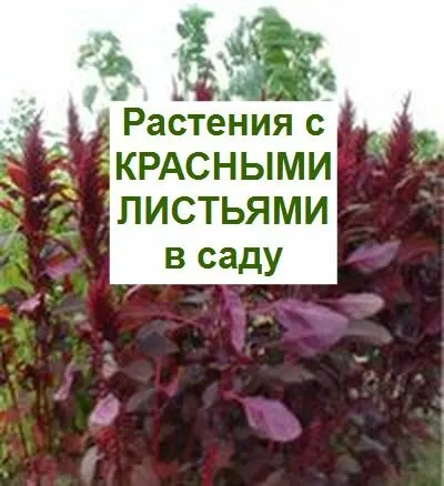 садовые растения с красными листьями — амарант