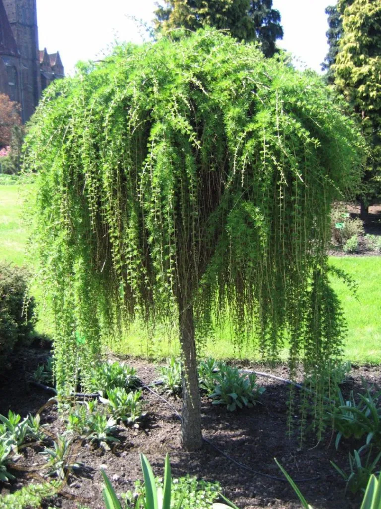 Лиственница европейская «Репенс» (Larix decidua)