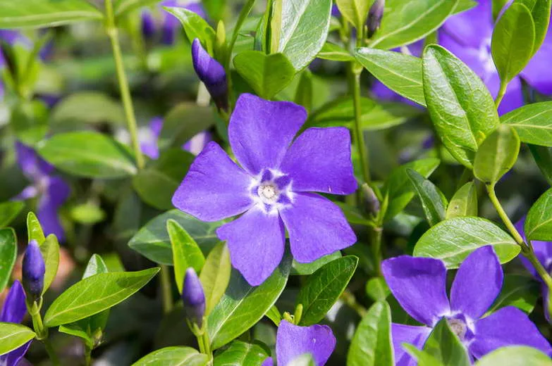 Барвинок малый Vinca minor 'Bowles's Variety' фото