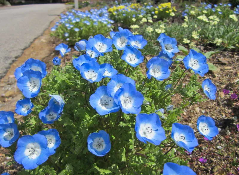 Немофила Менциса Nemophila menziesii фото