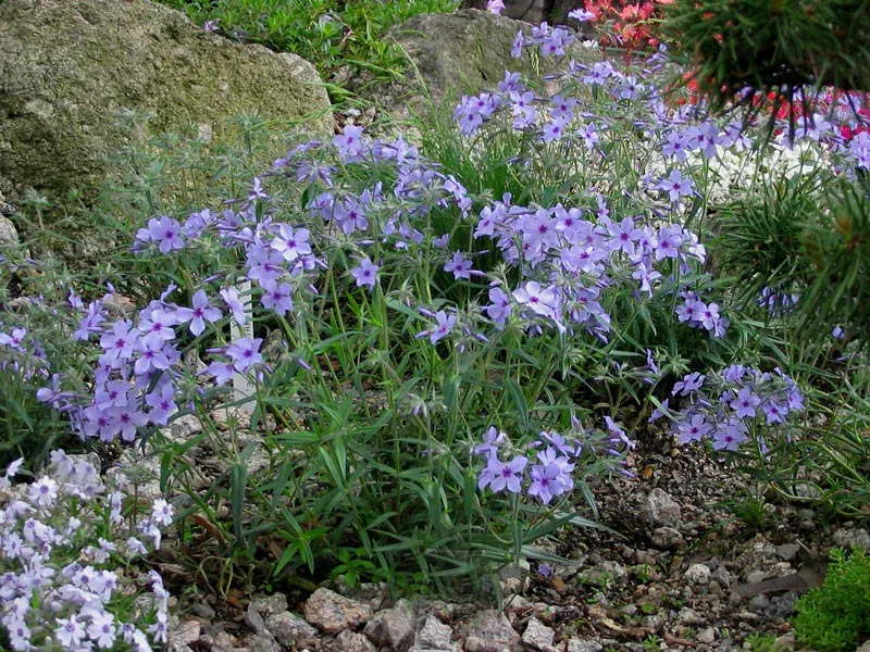 Флокс растопыренный Phlox divaricata 'Chattahoochee' фото