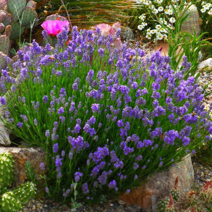 Лаванда английская English lavender фото