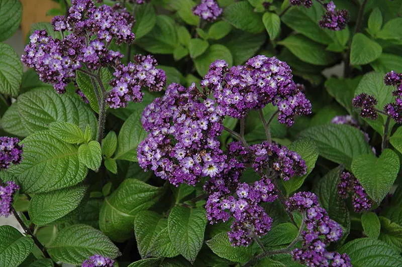 Гелиотроп сорт Heliotropium arborescens 'Fragrant Delight' фото