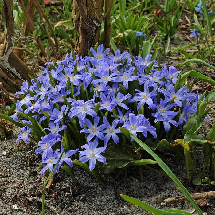 Хионодокса Люцилии Chionodoxa luciliae фото