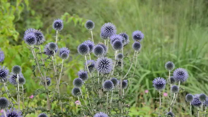 Мордовник шароголовый Echinops sphaerocephalus фото