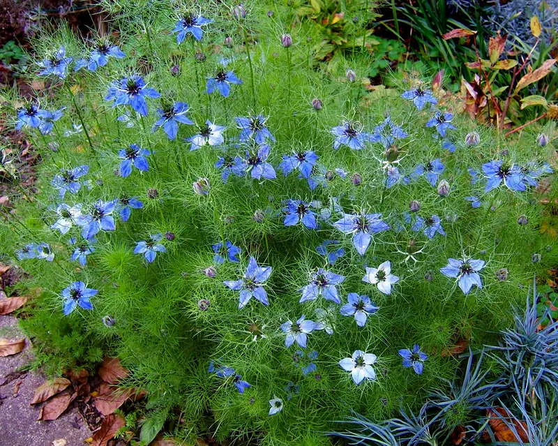 Нигелла Дамасская Nigella damascena фото