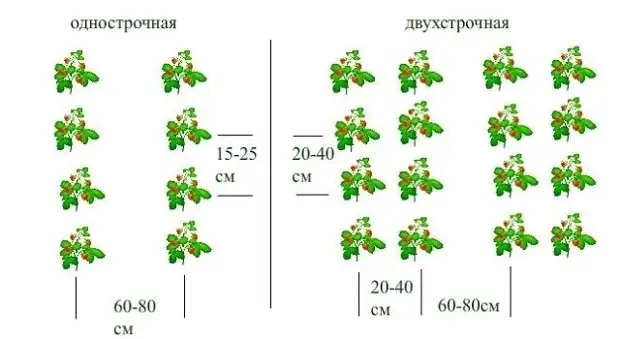 Как сделать грядки под клубнику: примеры и советы по обустройству