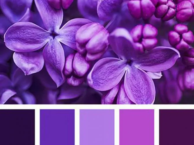 фиолетовый цвет
