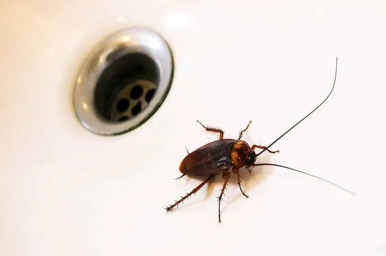 Тараканы в ванной: откуда и что делать?