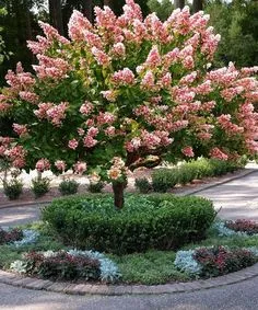 ❤55 creative front yard landscaping ideas for your home 39 | GentileForda.Com Pink Diamond Hydrangea, Hydrangea Tree, Panicle Hydrangea, Climbing Hydrangea, Front Yard Garden