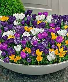 Large-Flowered Crocus Mixed Container Gardening Flowers, Garden Containers, Container Plants, Garden Bulbs, Planting Bulbs, Planting Flowers, Bulb Flowers, Flower Pots, Flower Garden