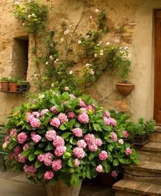 гортензия садовая уход Hortensia Hydrangea, Hydrangea Paniculata, Hydrangeas, Pink Hydrangea, Fairy Garden