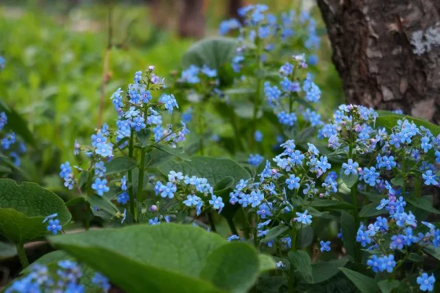 Бруннера сердцелистная