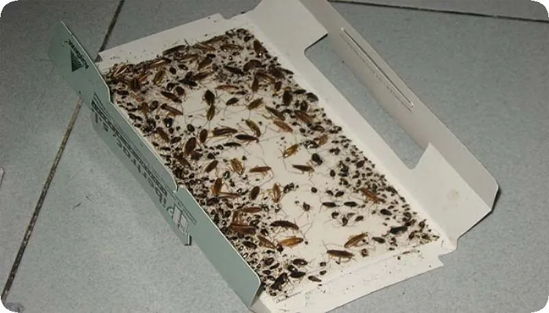 ловушки-приманки для насекомых
